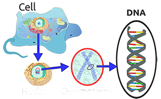 DNA Cells