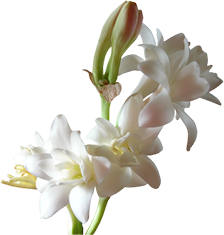 tuberose